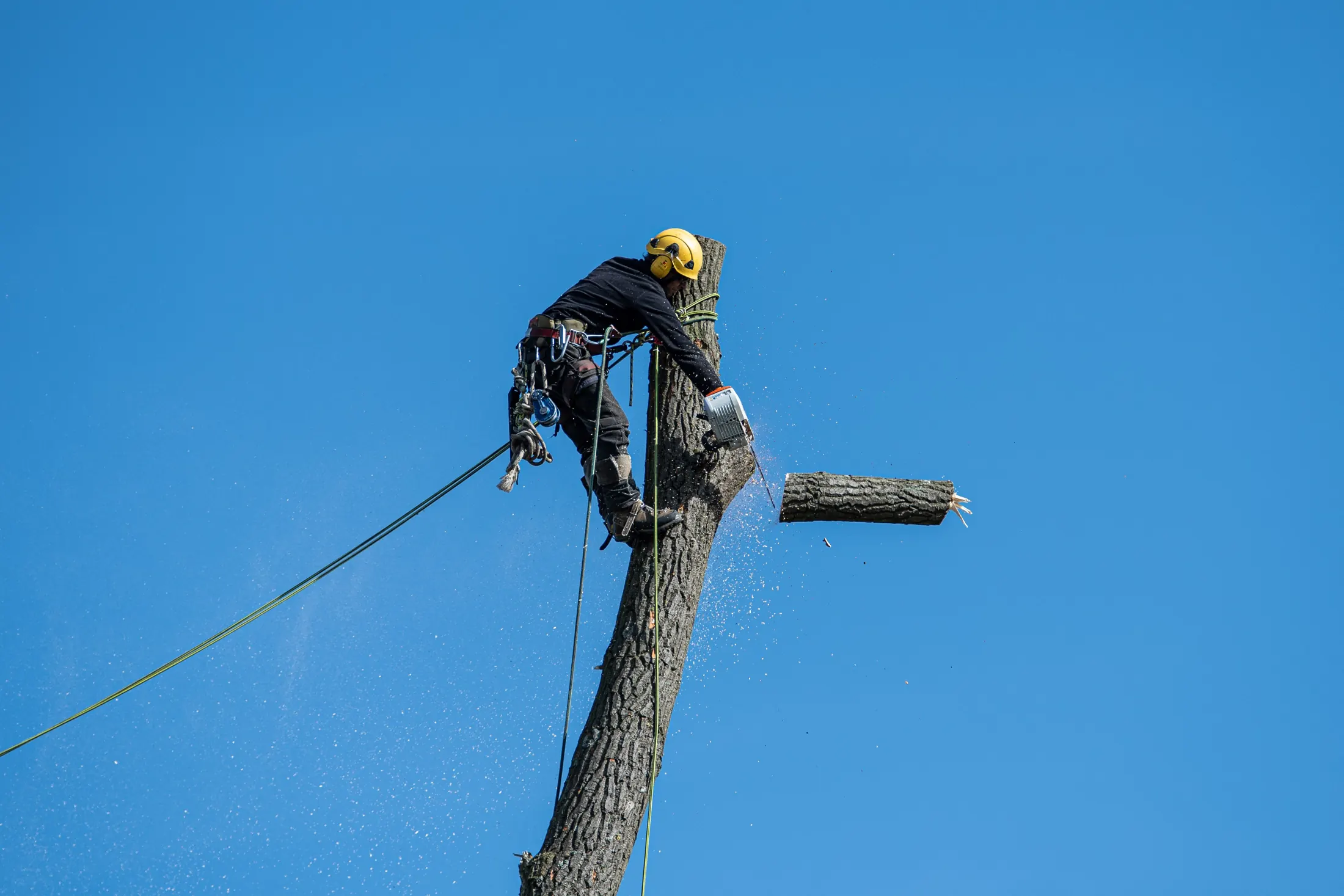 Tree climber sectioning a trunk during a removal job