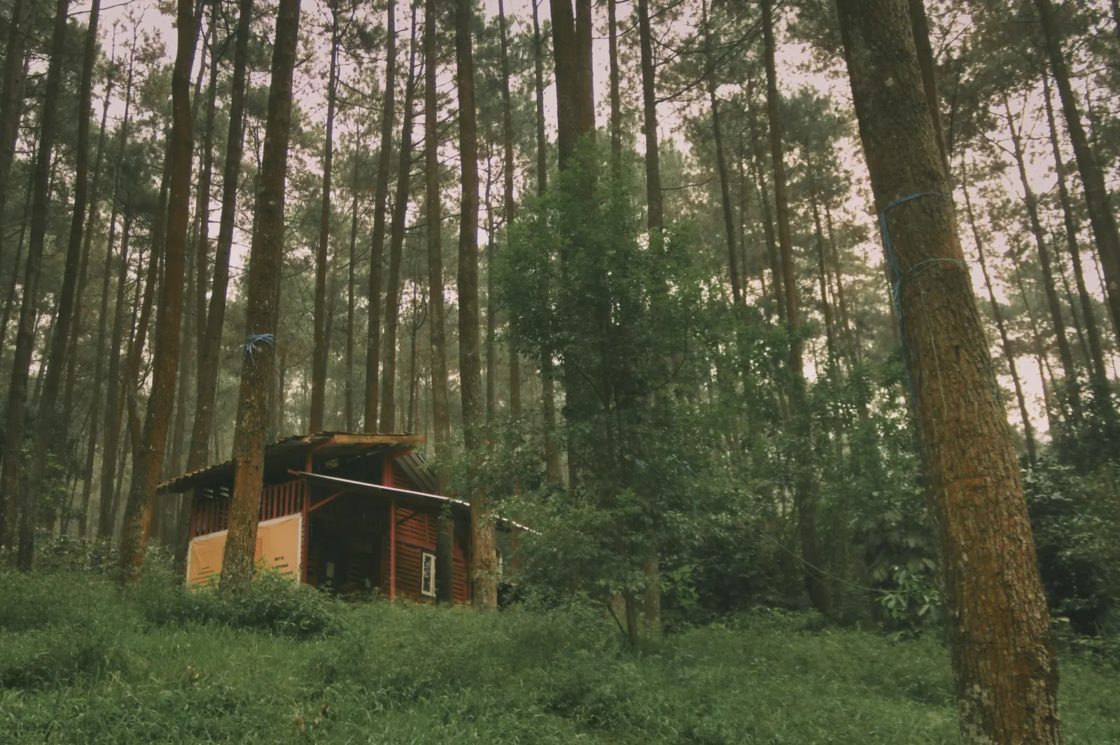 Dense forest crowding right up to a small wooden structure, illustrating the tree spacing and clearance defensible-space guidance addresses