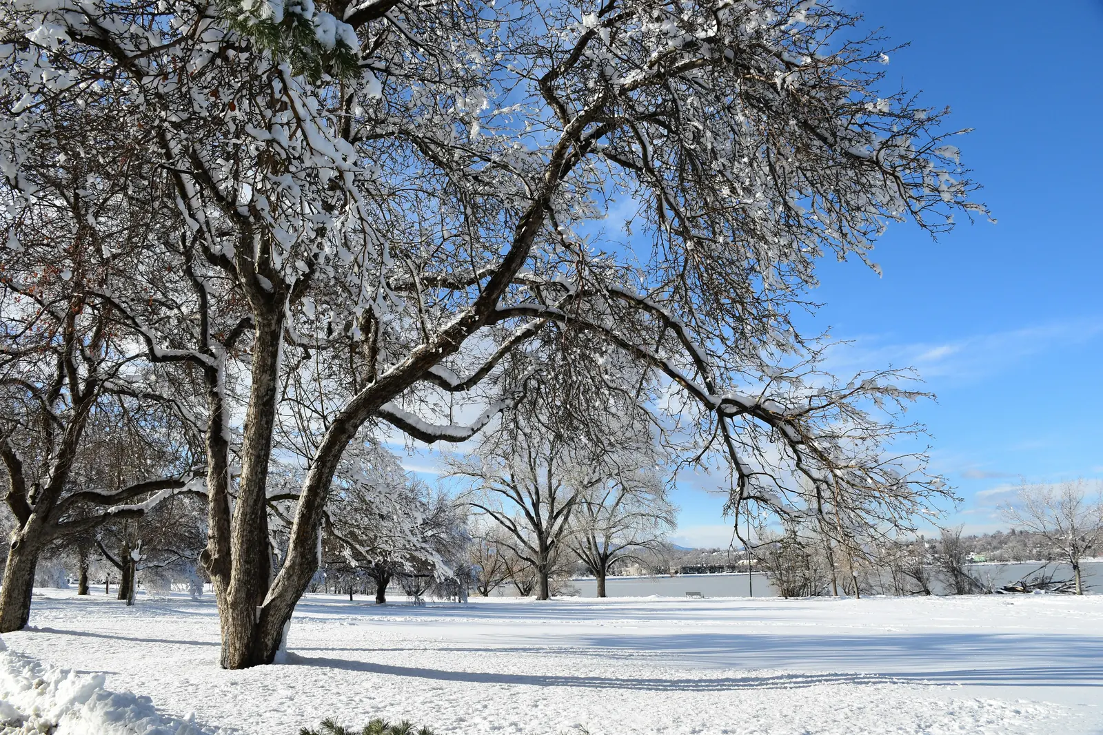 Bare, dormant deciduous tree branches against a clear winter sky, the seasonal window this guide recommends for routine pruning