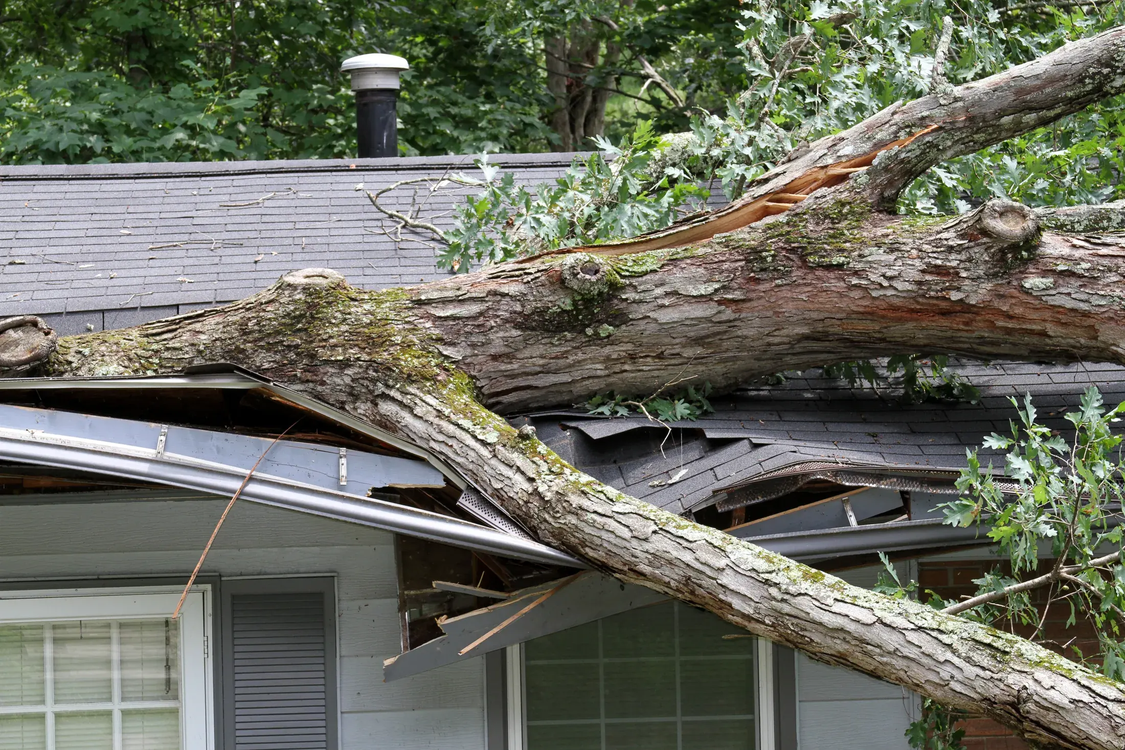 Large tree fallen against a residential house after a storm