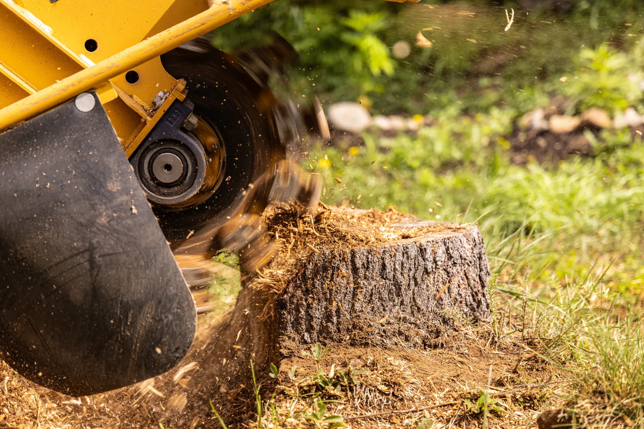 Stump grinding machine removing a tree stump